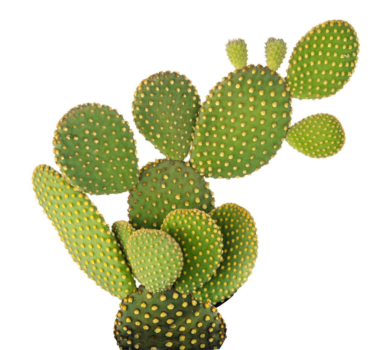 cactussen3