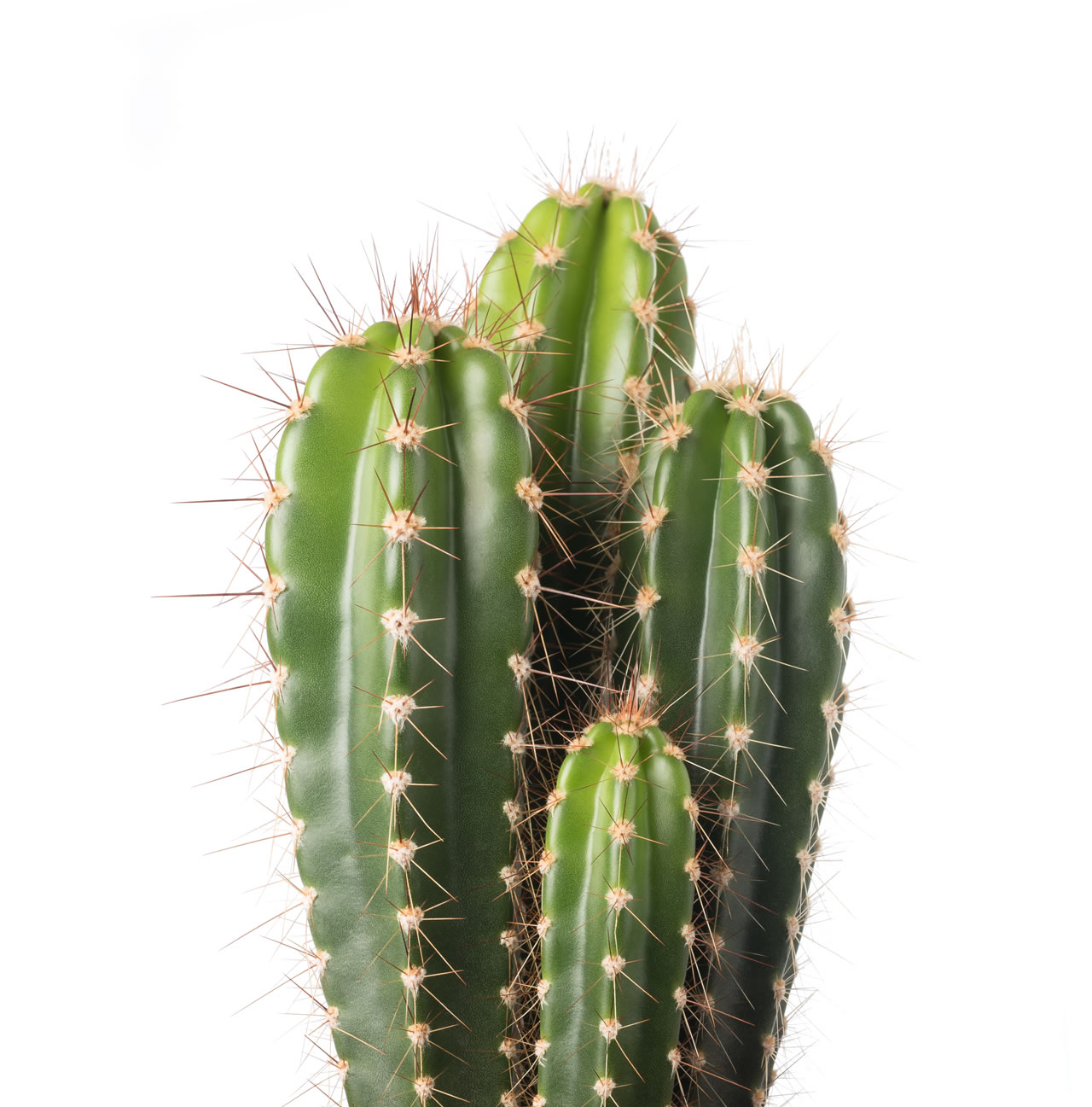 cactussen4